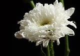 White chrysanth