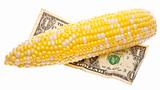 Cost of Corn