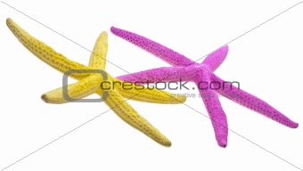 Pair of Vibrant Starfish