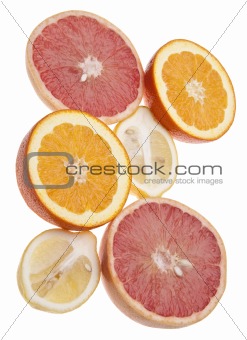 Group of Citrus