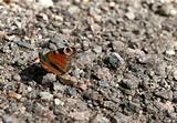 butterfly ( Saturnia )