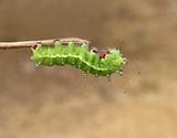 Green caterpillar on wooden stick