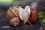snails l
