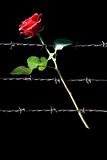  rose and barbed wire