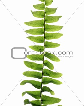 fern on white background
