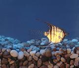 golden fish in tank