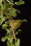 Kermes oak branch