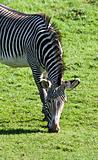 Eating zebra