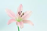 pale pink lilly flower on isolated pale background
