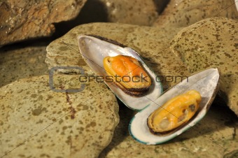 New Zeland Greenshell Mussels