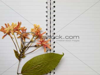 pressed dry flower on two page note book
