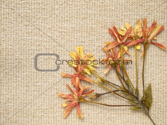 pressed dry flowers