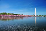 Washington DC cherry blossom