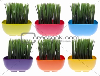 Set of 6 Vibrant Grass Filled Bowls