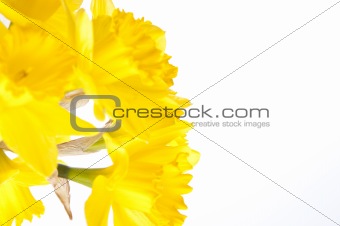 Abstract Daffodil Background