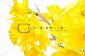 Abstract Daffodil Background