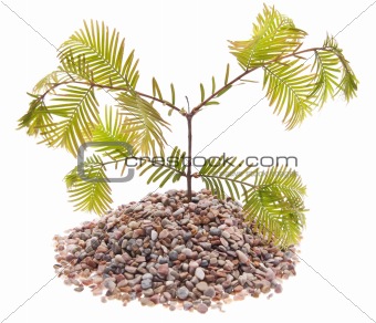 Evergreen Pine Tree Growing From Rocks