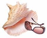 Conch Shell and Sunglasses