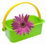 Purple Daisy in Green Basket