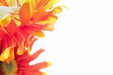 Red and Yellow Gerbera Daisy Background