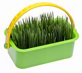 Spring Grass in a Vibrant Green Basket