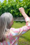 Woman Picking Grapes