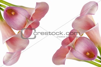 Radiant Calla Lily Background