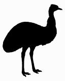 Black Emu