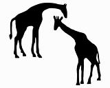 Detailed and isolated illustration of two giraffes 