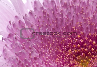 Beautiful Flower Background Image