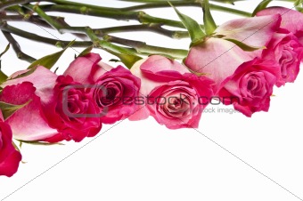 Beautiful Pink Rose Border Image with Copy Space