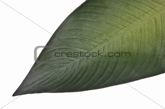 Vibrant Green Tropical Leaf
