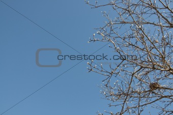 Nest in Spring with Clear Blue Sky