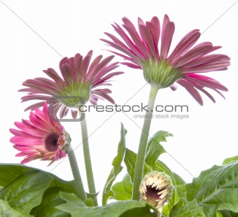 Gerbera Daisy Buds and Open Flowers