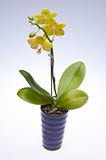 Potted Yellow Orchids