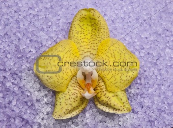 Orchid on Purple Bath Salts