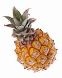 South African Baby Pineapple