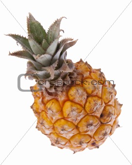 South African Baby Pineapple