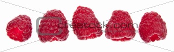 Line of Raspberries