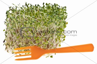 Eating Healthy Alfalfa Sprouts