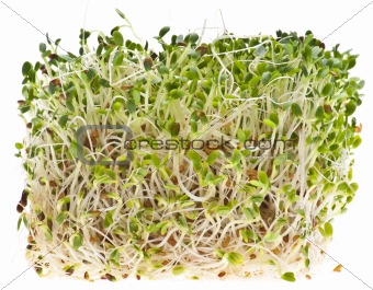 Eating Healthy Alfalfa Sprouts