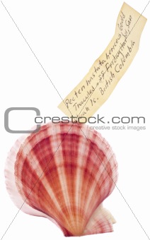 Sea Shell Isolated on White