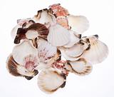 Stack of Seashells