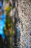 Spanish Moss on a Natural Background