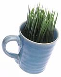 Grass Growing from Coffee Mug