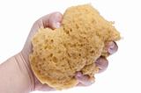 Hand Squeezing Sponge