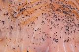 Peppered Smoked Salmon Background