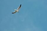 Seagull in a Clear Sky