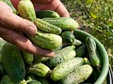Cucumber harvesting