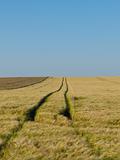 Road in barley